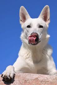 White German Shepherd licking lips