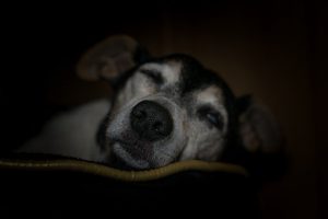 Sleeping Dog