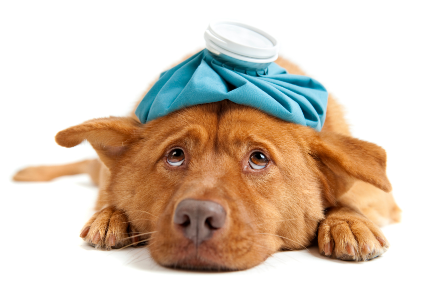 How to treat yeast infections in your dog's ears