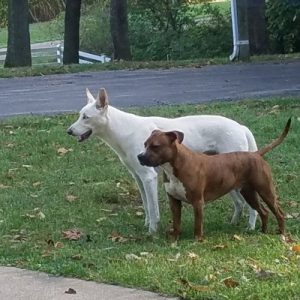 White German Shepherd and American Bullie