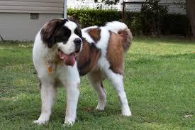 St. Bernard